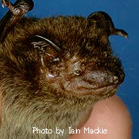 Pipistrellus paterculus
